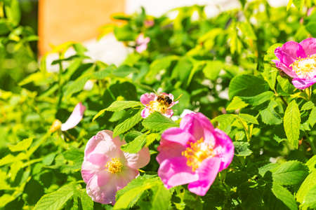 Honey bee sitting, collecting nectar and pollinating rosehip dogrose pink flowers closeup.の写真素材