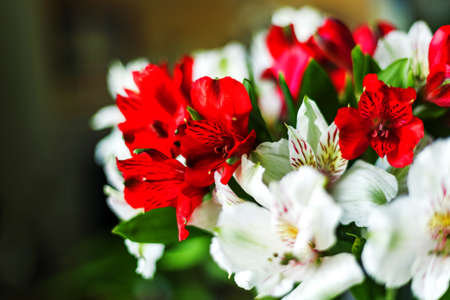 Alstroemeria flowers Red and white colors bouquet on dark background. Close up. Copy spaceの写真素材