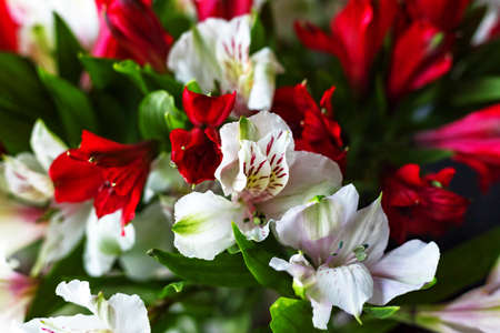 Alstroemeria flowers Red and white colors bouquet on dark background. Close up. Top view. Flat layの写真素材