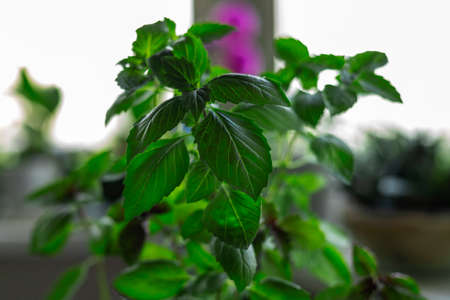 Fresh green basilic herbal plant at home garden on window sill on window background. Close up. Selective soft focus. Shallow depth of field. Text copy space.の写真素材