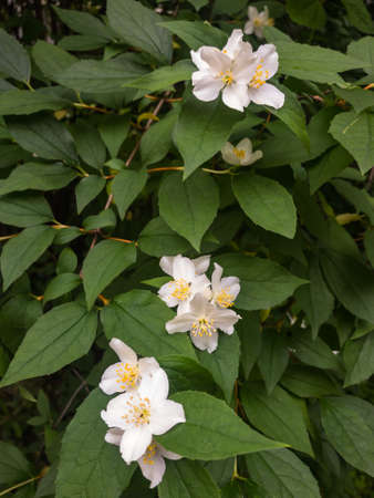Philadelphus mock-orange jasmine branch with white flowers on bush green leaves background. Close upの写真素材
