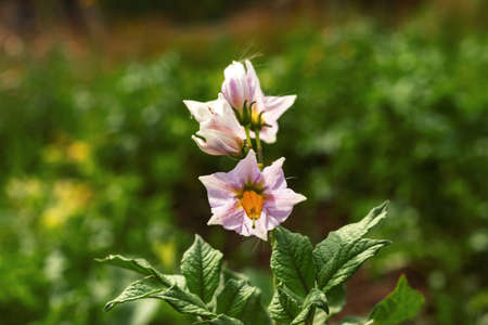 Potato plant flower blooming at back yard on green leaves natural background. Close upの写真素材