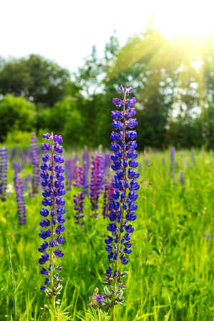 Beautiful blue lupine flowers close up on green grass meadow sky morning sunlight natural backgroundの写真素材