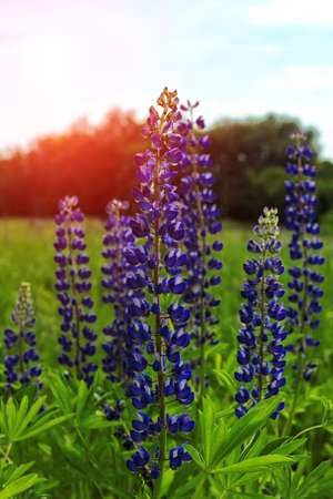 Beautiful blue lupine flowers close up on green grass meadow sky sunset natural background.の写真素材