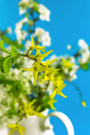 Bouquet of blossoming yellow and white spring flowers in vase on bright blue paper background.の写真素材