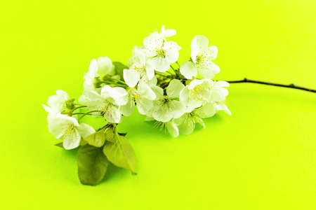 Branches of blossoming white spring apple tree flowers on bright yellow green paper background.の写真素材