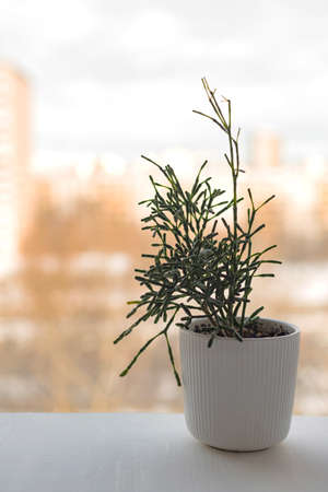 Potted houseplant Hatiora salicornioides bottle cactus succulent in white flower pot on windowsillの写真素材