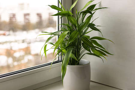 House plant Bamboo plant Dracaena Sanderiana in white flower pot on room windowsillの写真素材