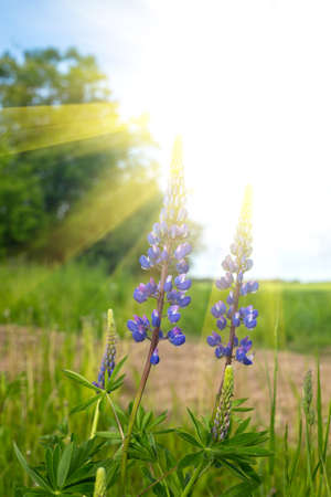 Purple blue lupine flowers with sun beams on summer meadow field blurred landscape backgroundの写真素材