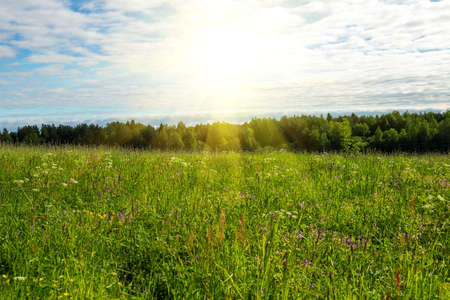 Sunny summer day landscape background with blue sky, clouds green grass meadow fieldの写真素材