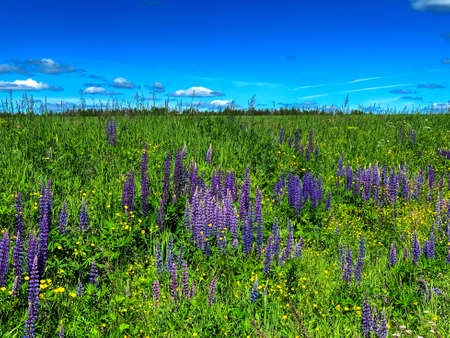 Purple bllue lupines, yellow buttercups on green nature field meadow background beautiful summer dayの写真素材