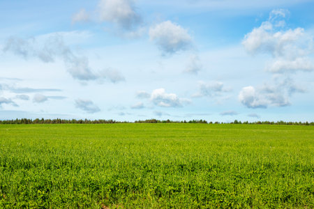 Beautiful summer day abstract natural landscape background of blue sky white clouds green grass fieldの写真素材
