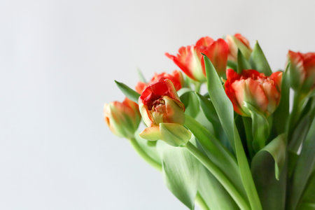 Peony-shaped terry orange-red tulip flowers bouquet boarder on white background.の写真素材
