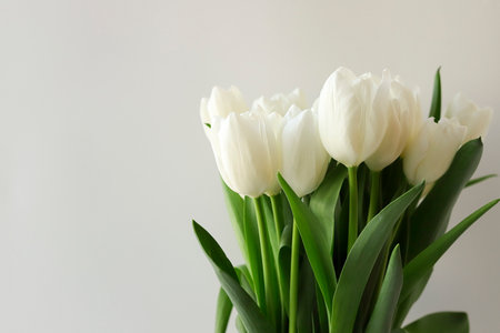 Tulip flowers bouquet white color on white background. Close-up. Text copy space.の写真素材