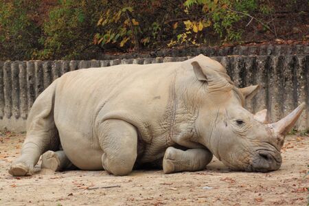 a sad rhinocerosの写真素材
