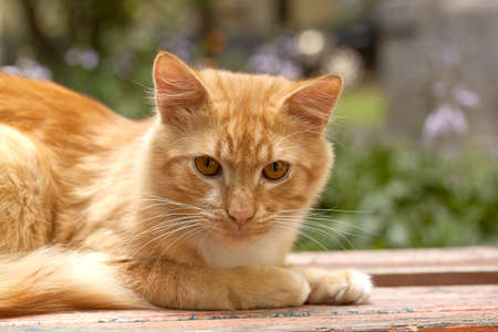 red cat lays on a benchの写真素材