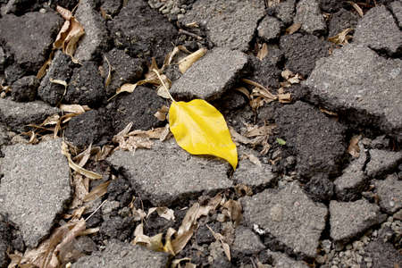 yellow leaf lies on the pavementの写真素材