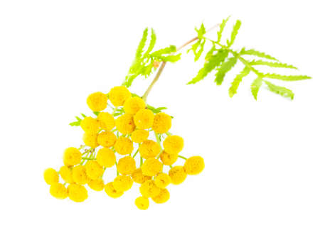 tansy flower isolated on white backgroundの写真素材
