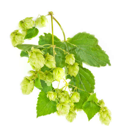 Branch of hop isolated on white background