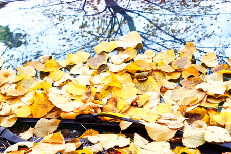 autumn yellow leaves on a car windshieldの写真素材
