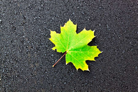 green leaf on black asphaltの写真素材