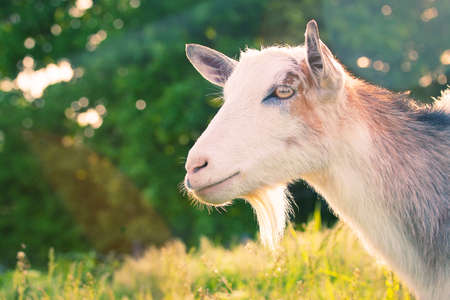 domestic goat on a background of natureの写真素材