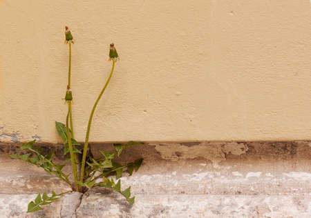 three wilted blowballs on a background of a wallの写真素材