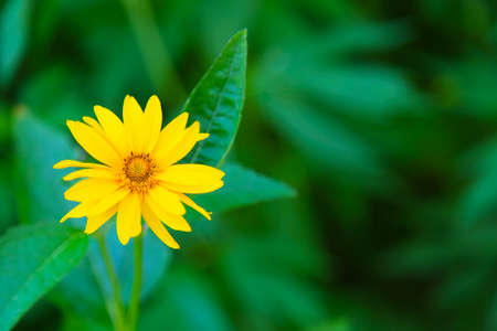 Yellow flower on a green backgroundの写真素材