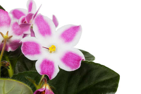 violet pink flowers isolated on white backgroundの写真素材
