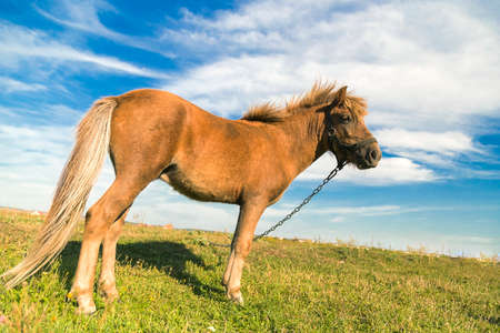 Horse on a green grass with blue cloudy skyの写真素材