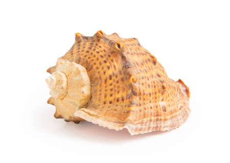 Big sea shell isolated on white background