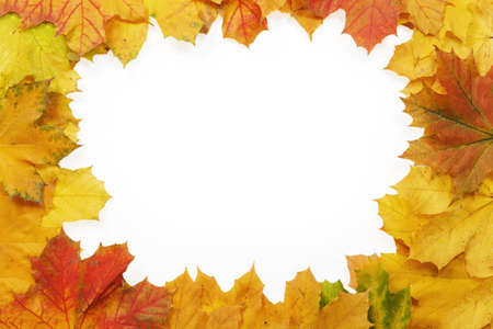 Frame of yellow maple leaves on a white background