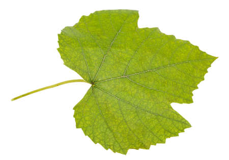 Green grape leaf isolated on white backgroundの写真素材