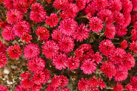 Background from a lot of flowers of purple chrysanthemumsの写真素材