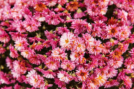 Background from a lot of flowers of pink chrysanthemumsの写真素材