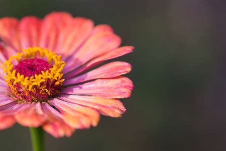 Bright orange garden zinnia on abstract backgroundの写真素材