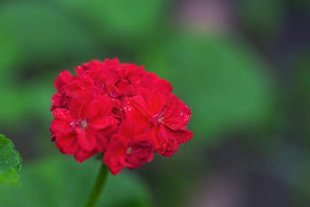 Red geraniums on an abstract green backgroundの写真素材