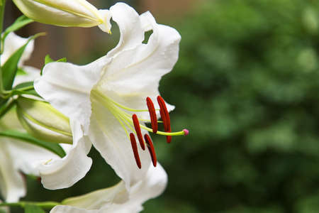 Natural blooming white lily flowers details outdoorsの写真素材