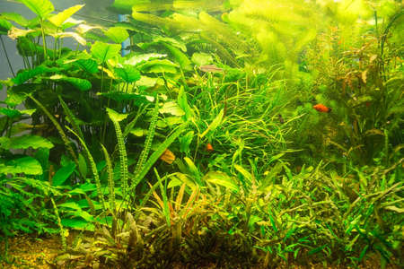 Green beautiful planted reshwater aquarium with fishesの写真素材