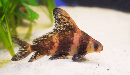 Fish lying on the sand in the aquariumの写真素材