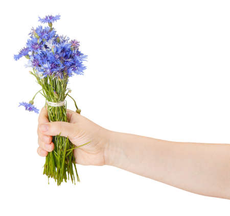 Bouquet of cornflowers in a female hand isolated on white backgroundの写真素材
