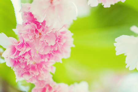Pink Sakura. Blossoming cherry tree.の写真素材