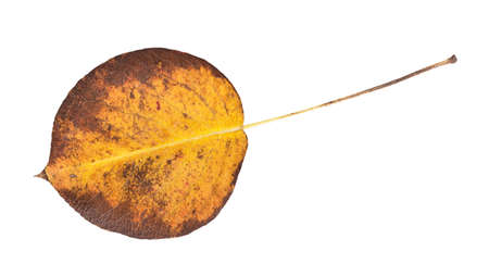 Yellow maple leaf isolated on a white backgroundの写真素材