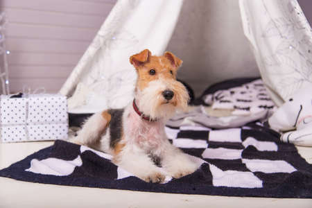 Dog on the mat next to a gift on a background of the wigwamの写真素材