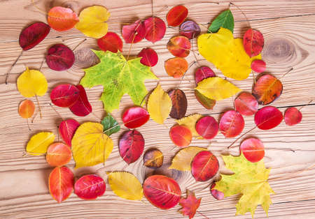 Colorful autumn leaves on wooden backgroundの写真素材