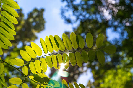 the sun's rays make their way through a green leaf on the sky backgroundの写真素材