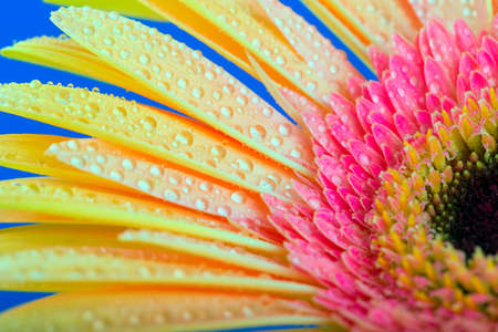 Yellow Gerbera flower. Drops of dew. Macro. On a blue backgroundの写真素材