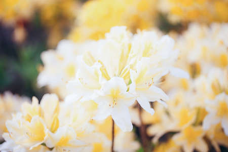 Pelargonium geranium group bright beautiful cerise yellow flowers, backgroundの写真素材