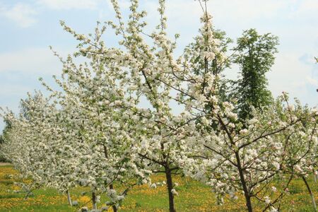 Young apple garden during flowering in may  の写真素材