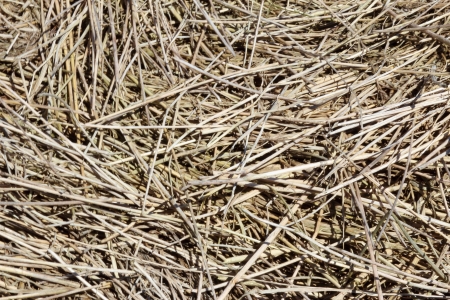 Background in the form of the dried up grass の写真素材